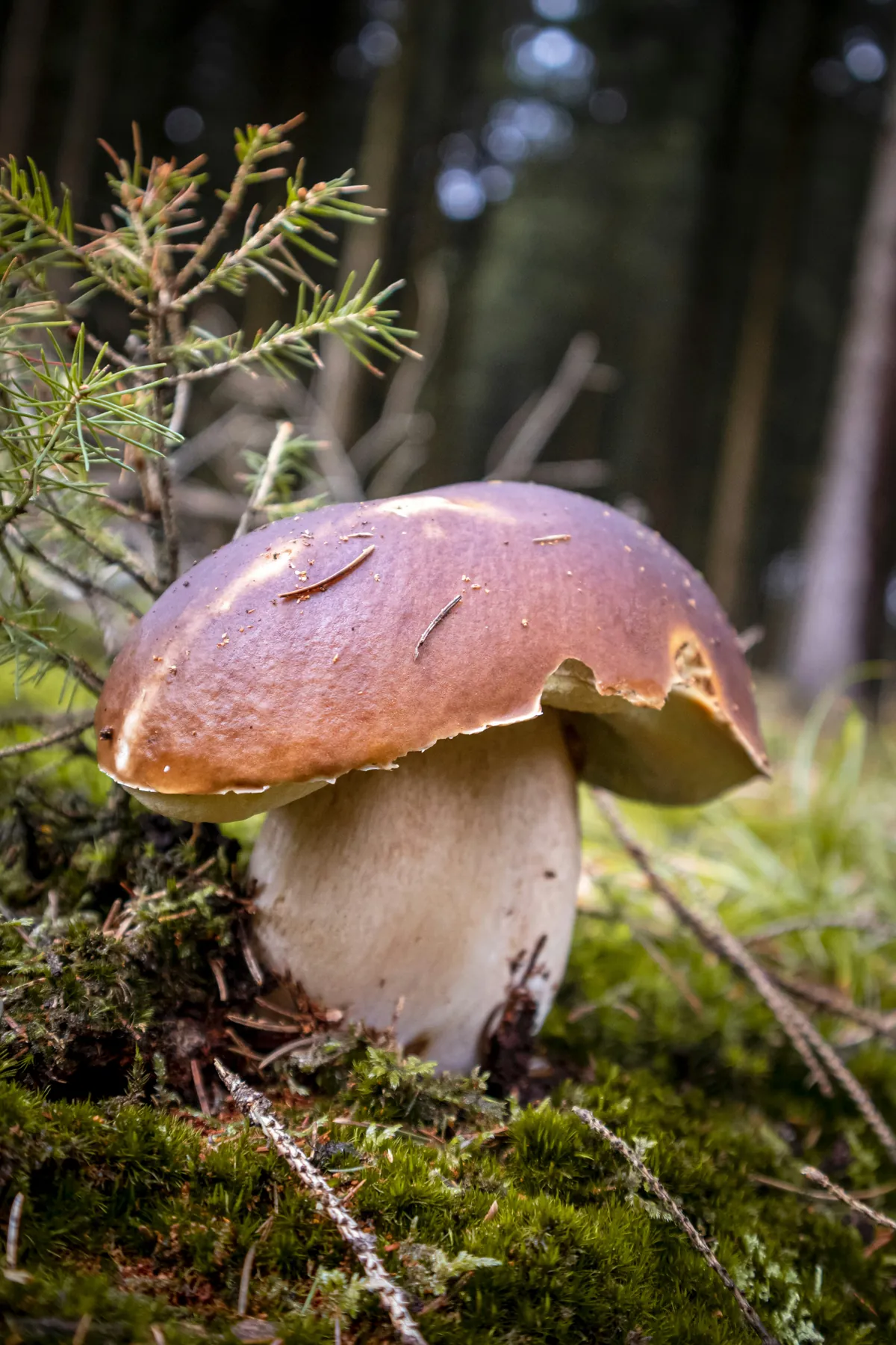 A porcini mushroom growing in moss under spruce, its cap flecked with pine needles