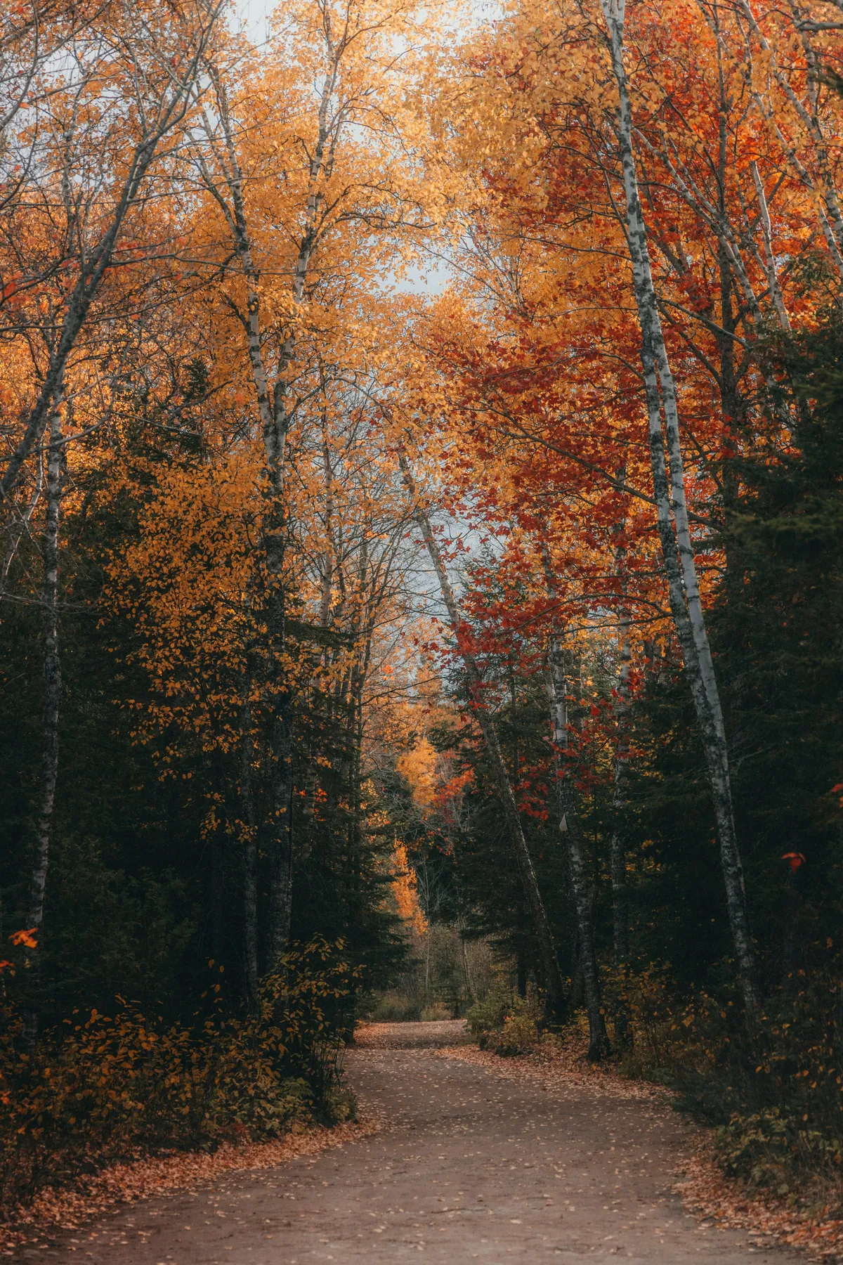 A gravel forest road running between birch trees in full autumn colour, the ground covered in fallen leaves