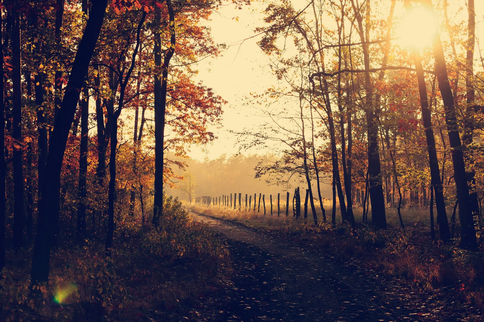 A dirt track running through autumn forest at low sun, with orange and yellow leaves on the trees